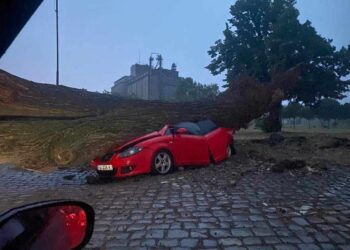 Posledice nevremena u Pančevu: Lomljenje drveća, nestanci struje…