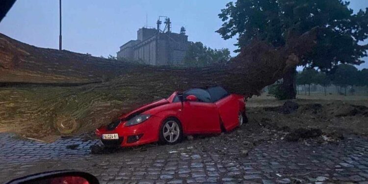 Posledice nevremena u Pančevu: Lomljenje drveća, nestanci struje…