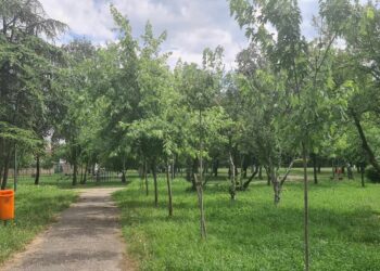 Naredne nedelje u Pančevu očekuje se porast polena ambrozije