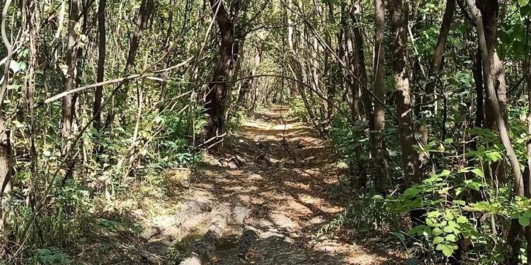Pešačenje kroz uzdinsku šumu: Svi su dobrodošli!