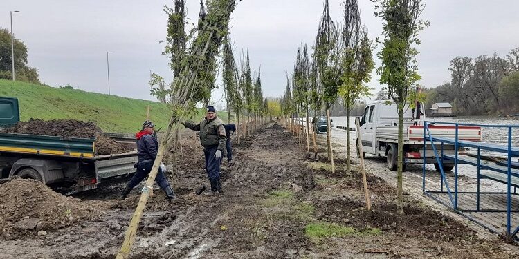 JKP Zelenilo: Kej na Tamišu bogatiji za 300 sadnica