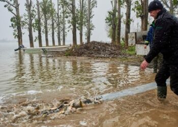 Uspešna akcija poribljavanja: U Južnom Banatu pušteno preko 25.000 mladih šarana