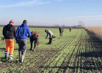 Pošumljavanje poljozaštitnog pojasa duž lokalnog puta Opovo – Debeljača