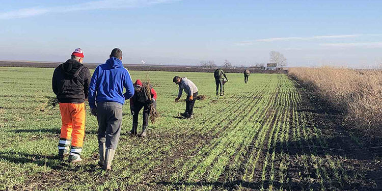 Pošumljavanje poljozaštitnog pojasa duž lokalnog puta Opovo – Debeljača