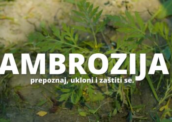 Mere unapređenja kvaliteta vazduha u Pančevu – ambrozija (VIDEO)