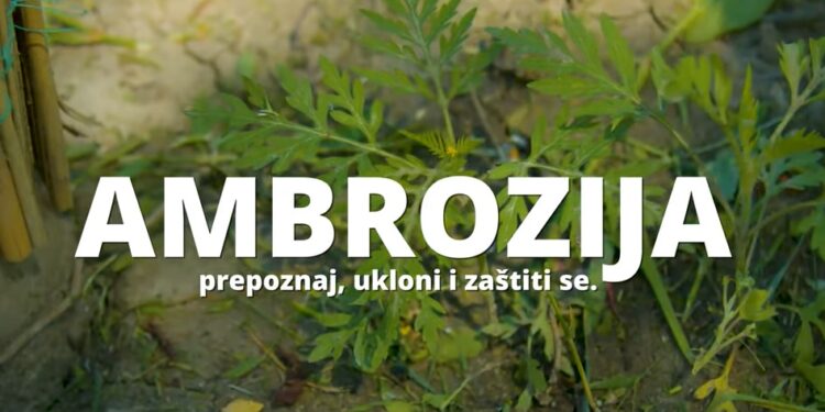 Mere unapređenja kvaliteta vazduha u Pančevu – ambrozija (VIDEO)
