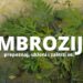 Mere unapređenja kvaliteta vazduha u Pančevu – ambrozija (VIDEO)