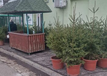 JKP Zelenilo, tradicionalno, organizuje prodaju jelki na Zelenoj pijaci