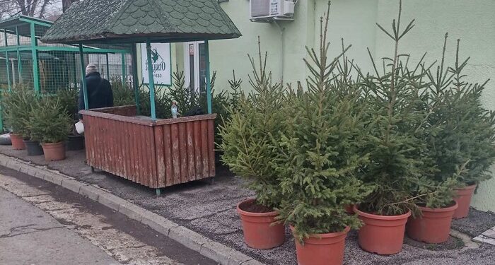 JKP Zelenilo, tradicionalno, organizuje prodaju jelki na Zelenoj pijaci