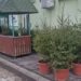 JKP Zelenilo, tradicionalno, organizuje prodaju jelki na Zelenoj pijaci