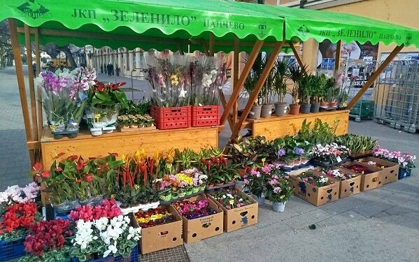 JKP Zelenilo: Praznična prodaja saksijskog cveća na otvorenom