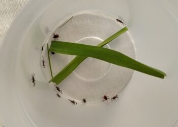 Čistoća“ sutra započinje prolećnu akciju suzbijanja krpelja