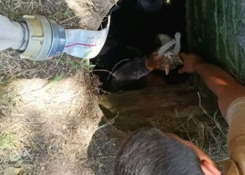 Heroji vatrogasci iz Crepaje: Spasili mače iz septičke jame